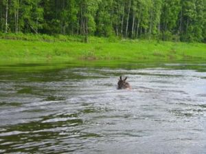 Живи юность