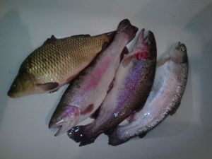 Осенний улов) Даже карпика словила...