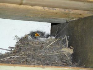 Желторотики)