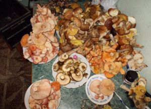 грибы
