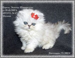 саня растрепа