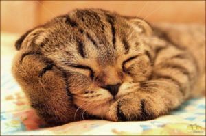 Кот