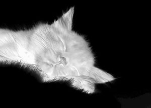 meoweo7