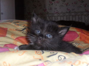 Котик Варя