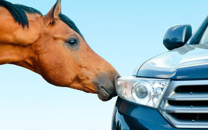 Concept: two stallions - animal and vehicle