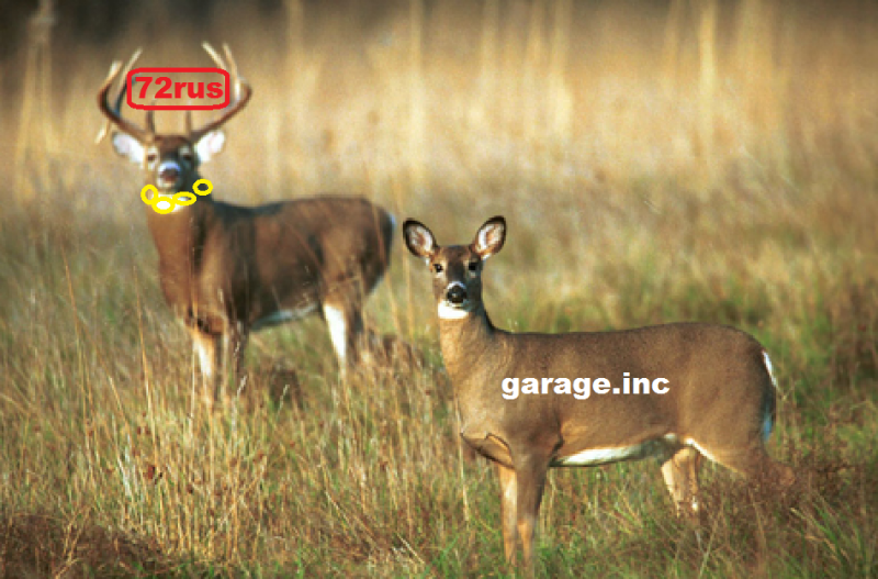 [​IMG]